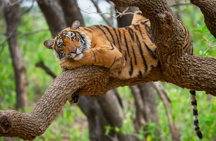 Львы, тигры, леопарды и другие крупные кошки сходят с ума от одеколона Obsession for Men от Calvin Klein