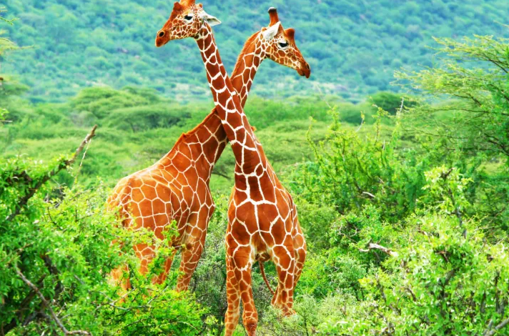 У жирафов самое высокое кровяное давление среди всех млекопитающих