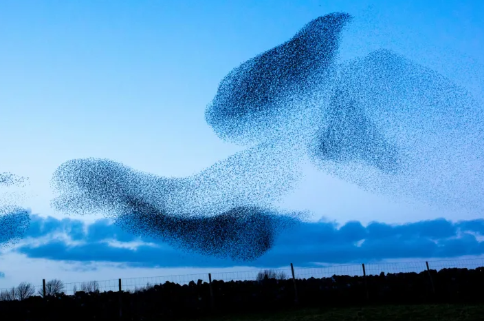 Мурмурации — это изящные волнообразные узоры