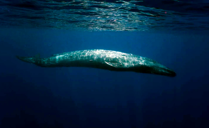 Синие киты могут весить в два раза больше, чем самый большой динозавр