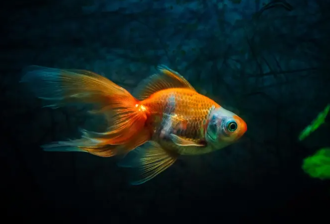 Золотые рыбки способны отличать музыку одного композитора от музыки другого