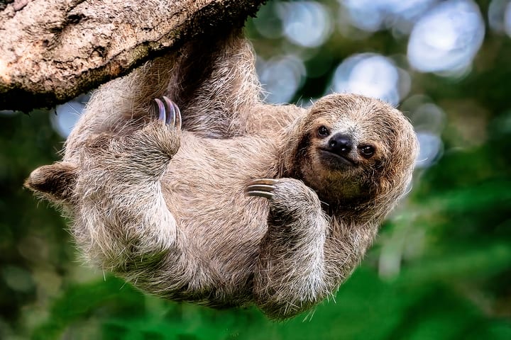 В воде ленивцы могут передвигаться в три раза быстрее, чем на суше